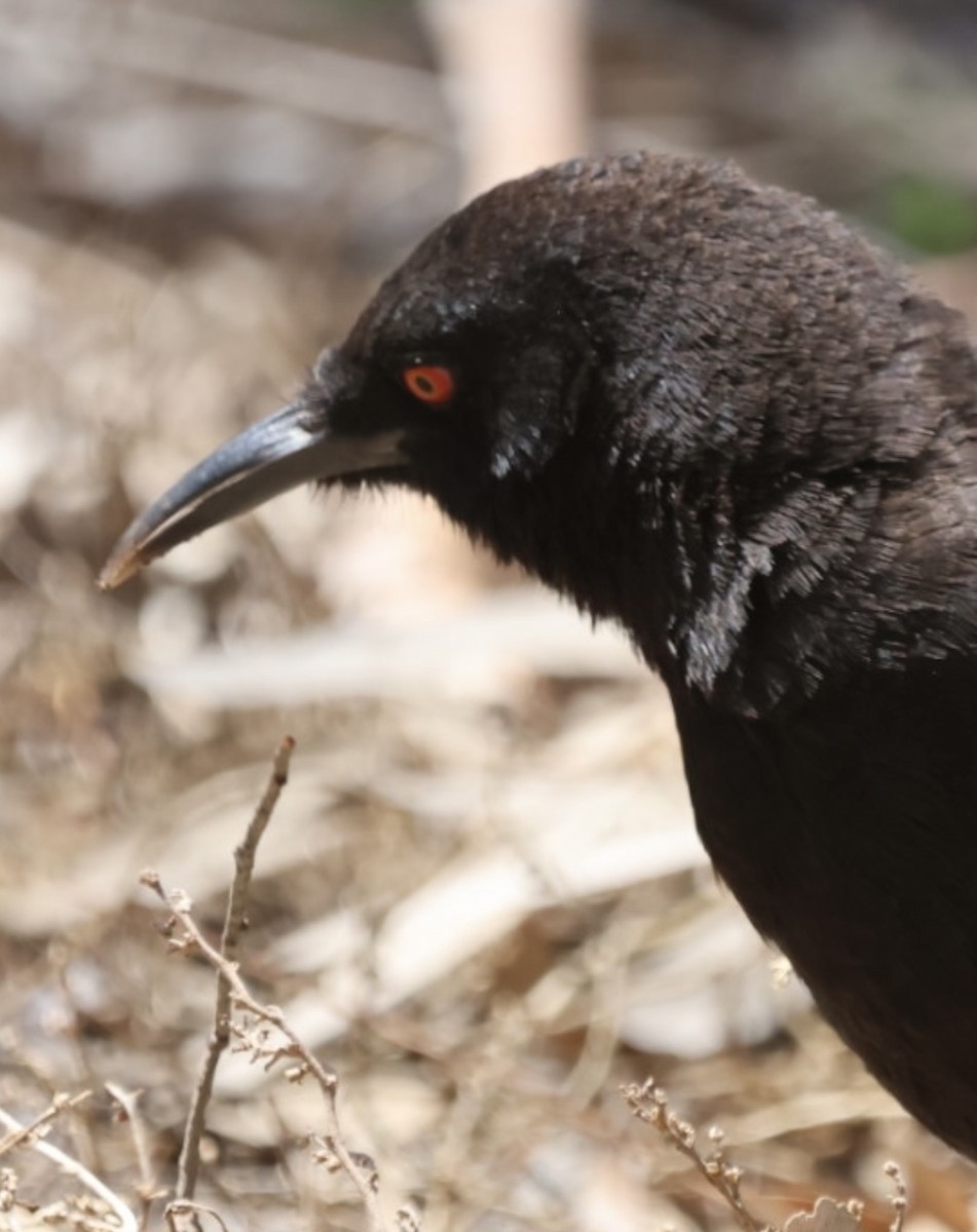 White-winged Chough - ML645196366