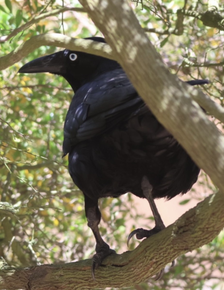 Южноавстралийский ворон - ML645196368