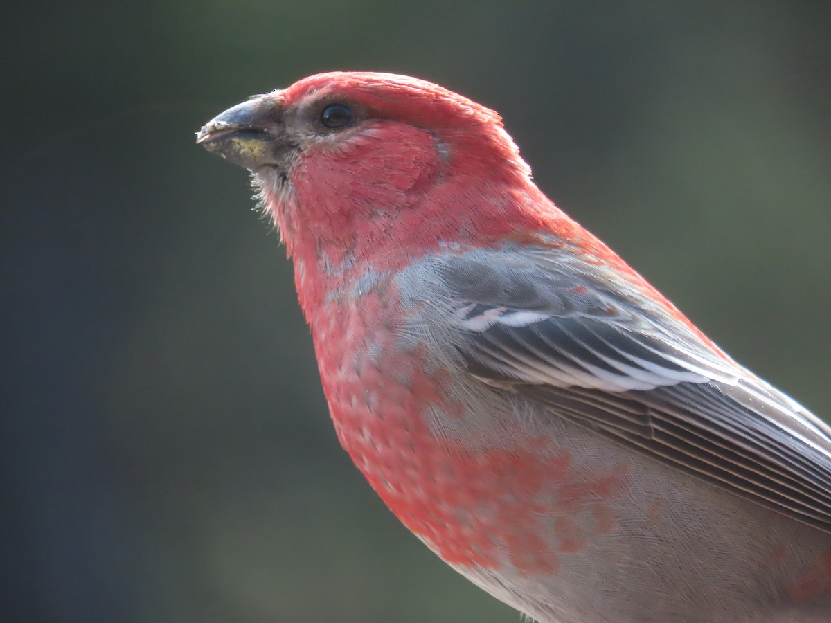 Hakengimpel - ML645196408