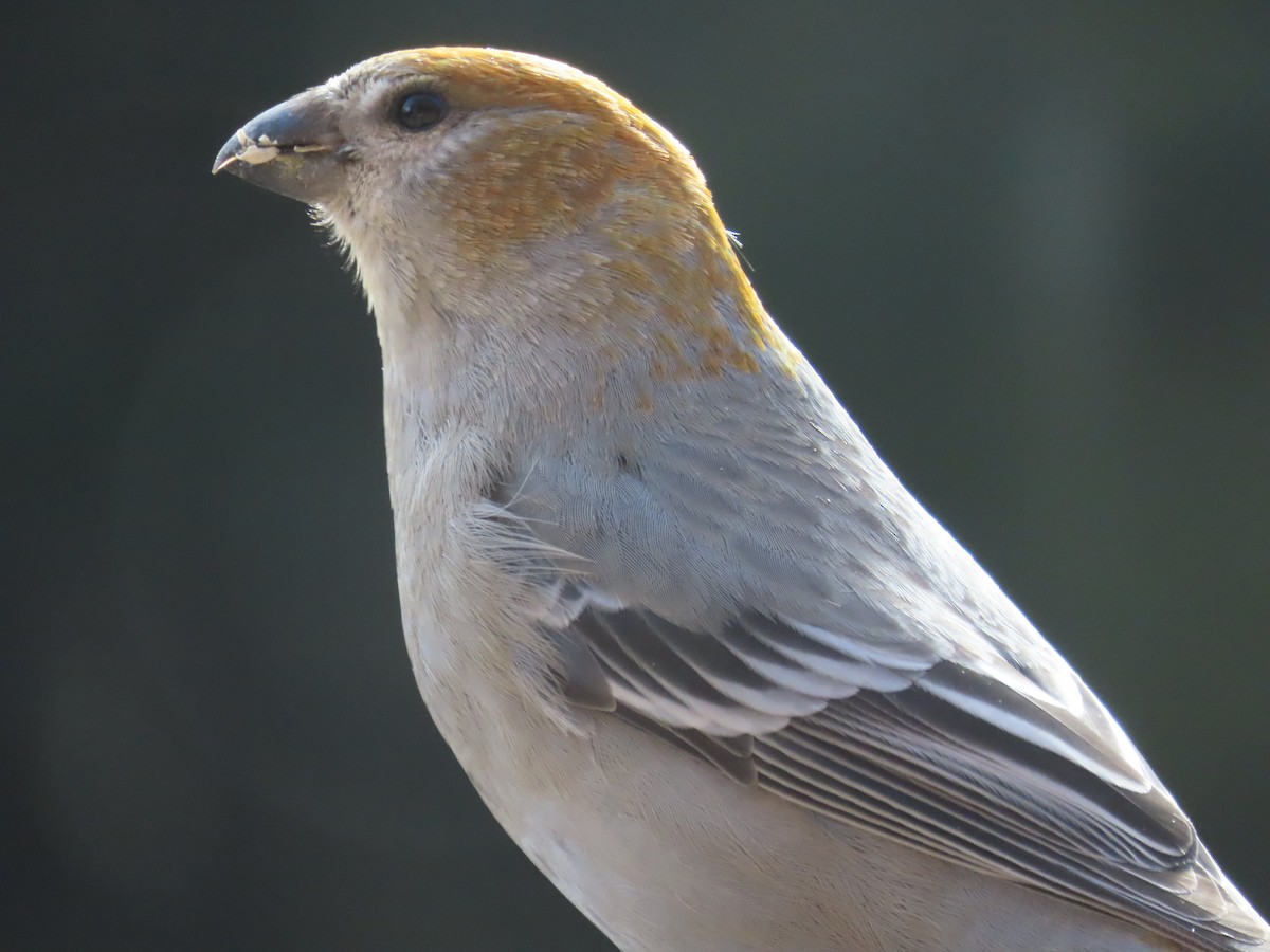 Hakengimpel - ML645196409