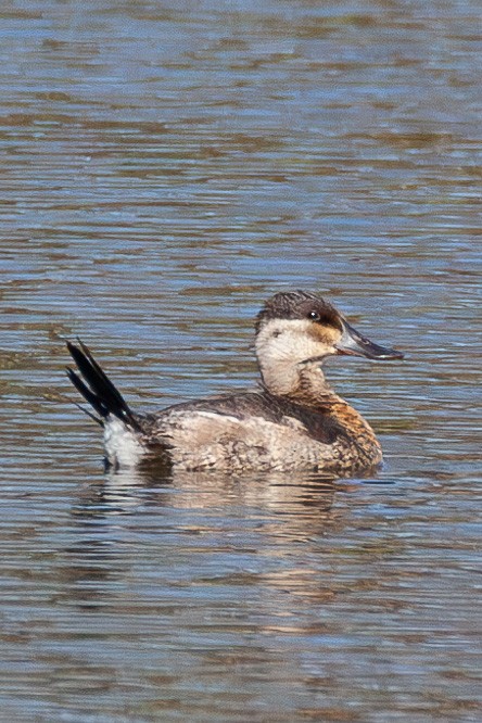 Савка американська - ML645196418