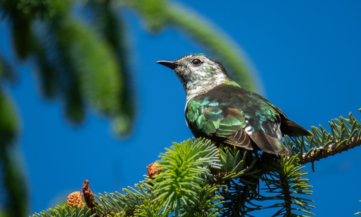 Shining Bronze-Cuckoo - ML645196420