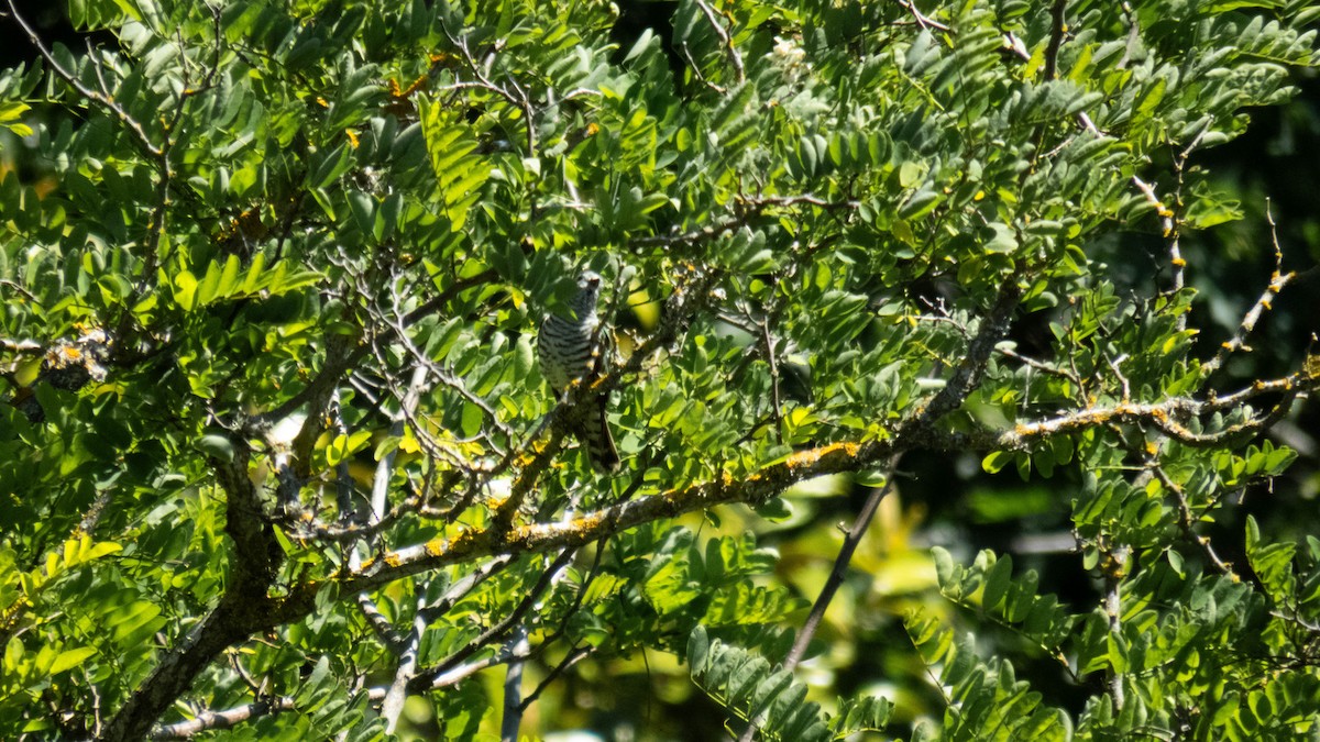 Shining Bronze-Cuckoo - ML645196421