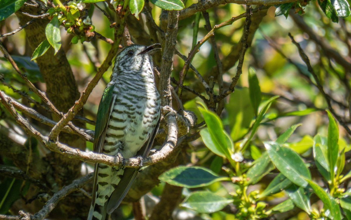 Shining Bronze-Cuckoo - ML645196422