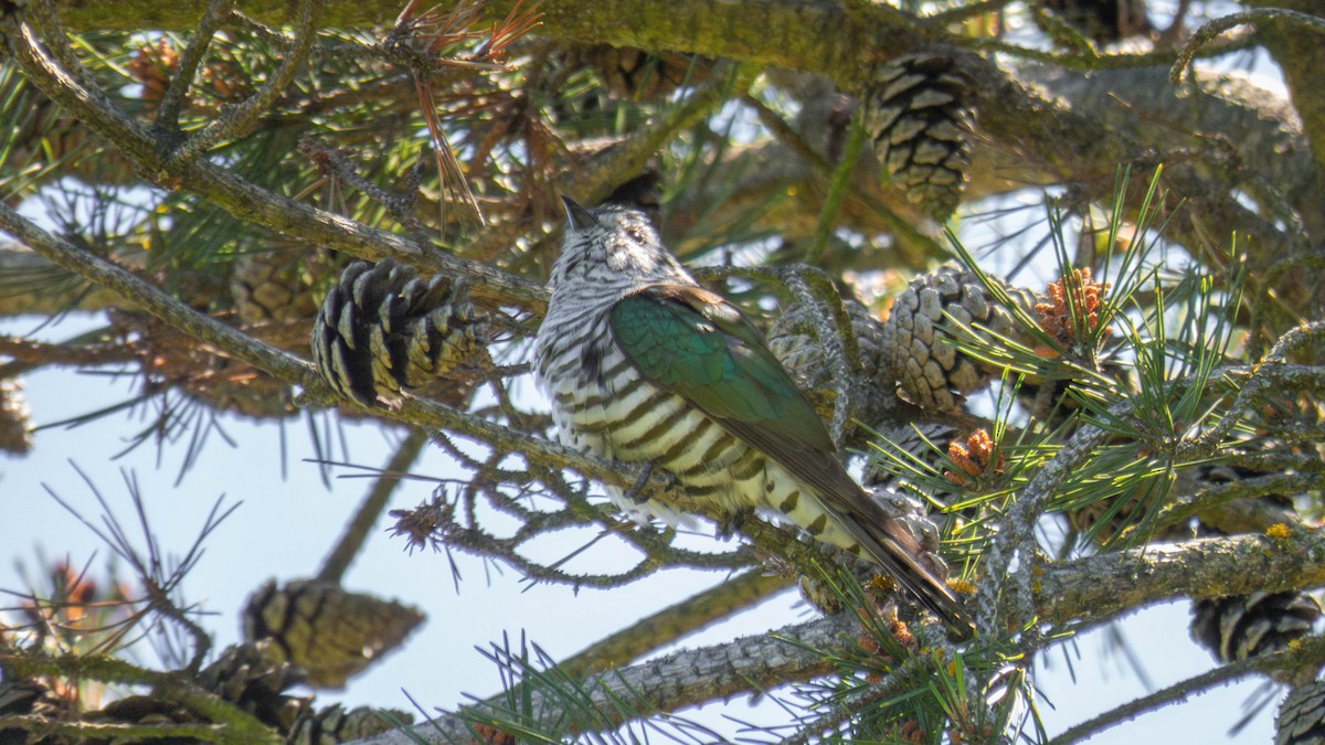Shining Bronze-Cuckoo - ML645196423