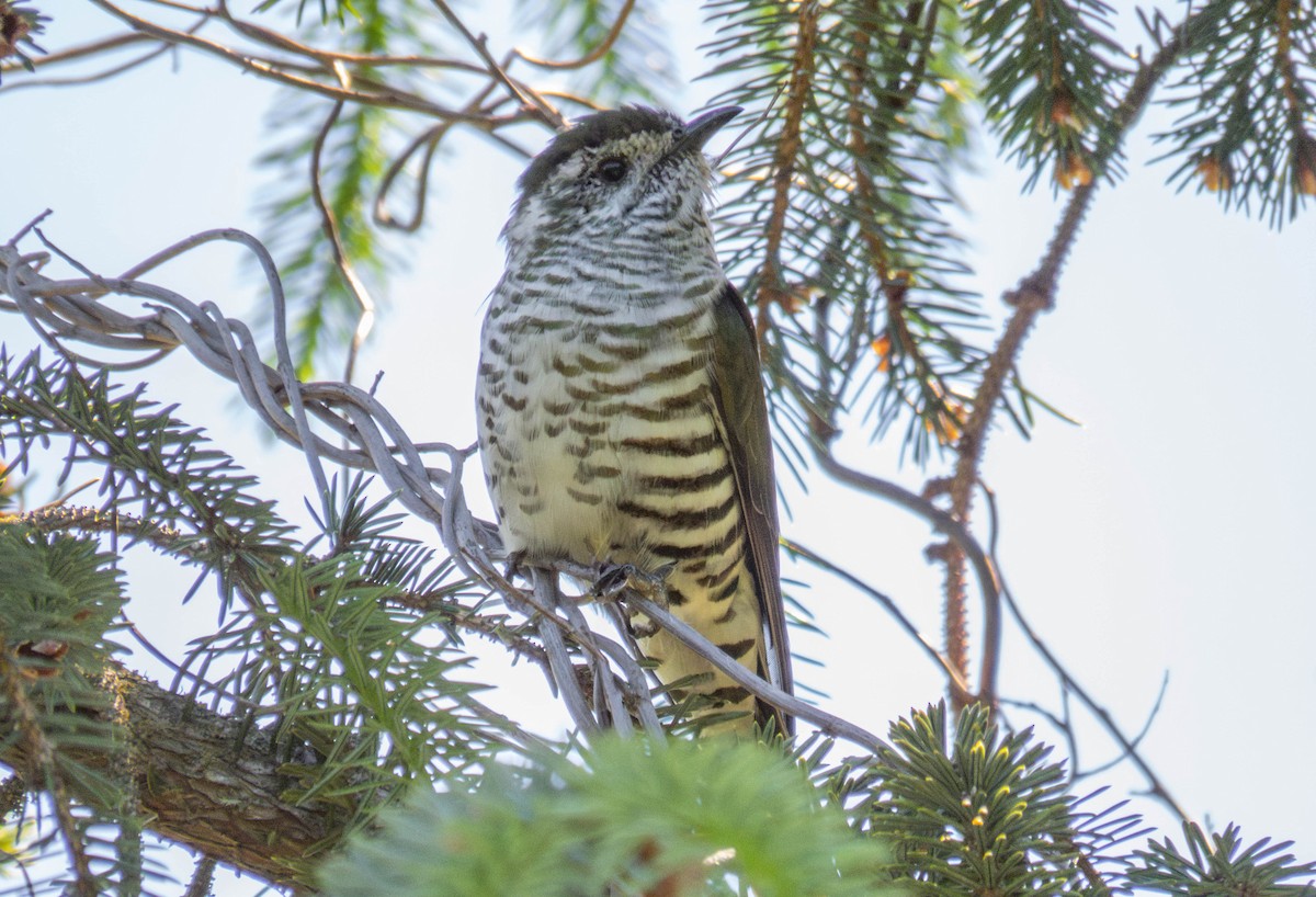 Shining Bronze-Cuckoo - ML645196424