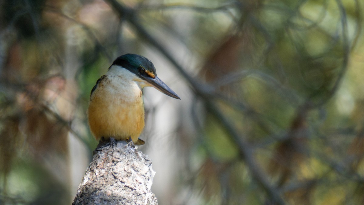 Sacred Kingfisher - ML645196426
