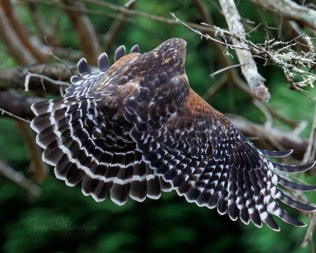 Red-shouldered Hawk - ML645196440