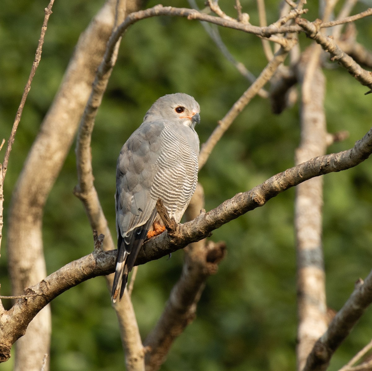 Lizard Buzzard - ML645196446
