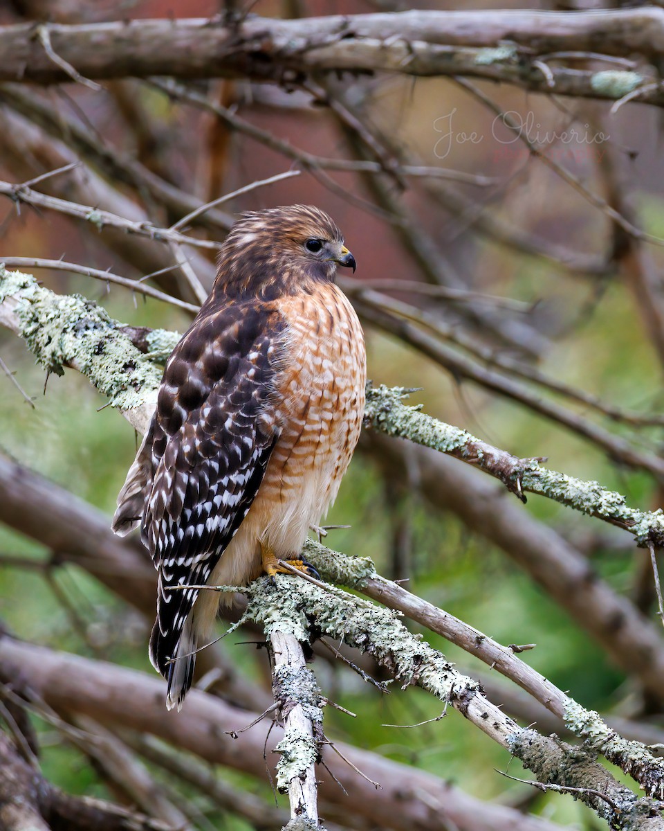 Red-shouldered Hawk - ML645196450