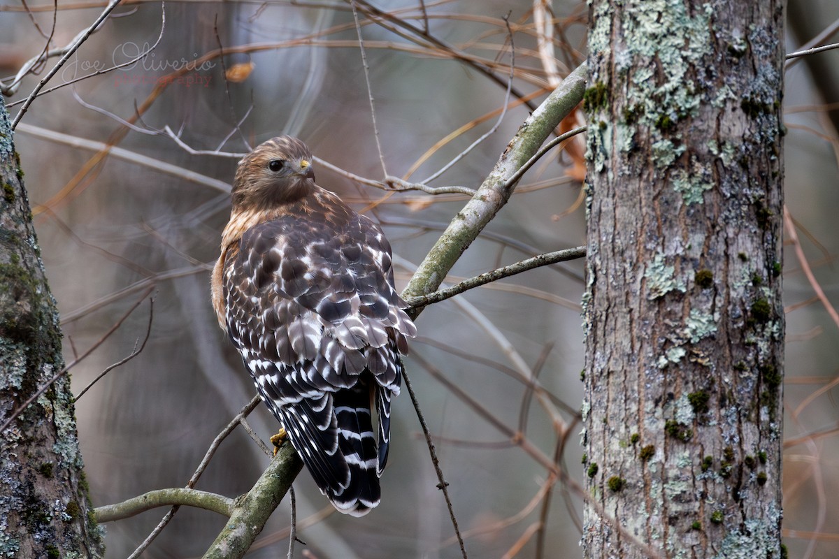 Red-shouldered Hawk - ML645196451