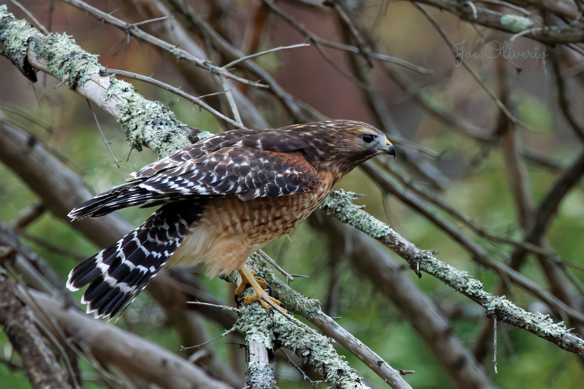 Red-shouldered Hawk - ML645196452