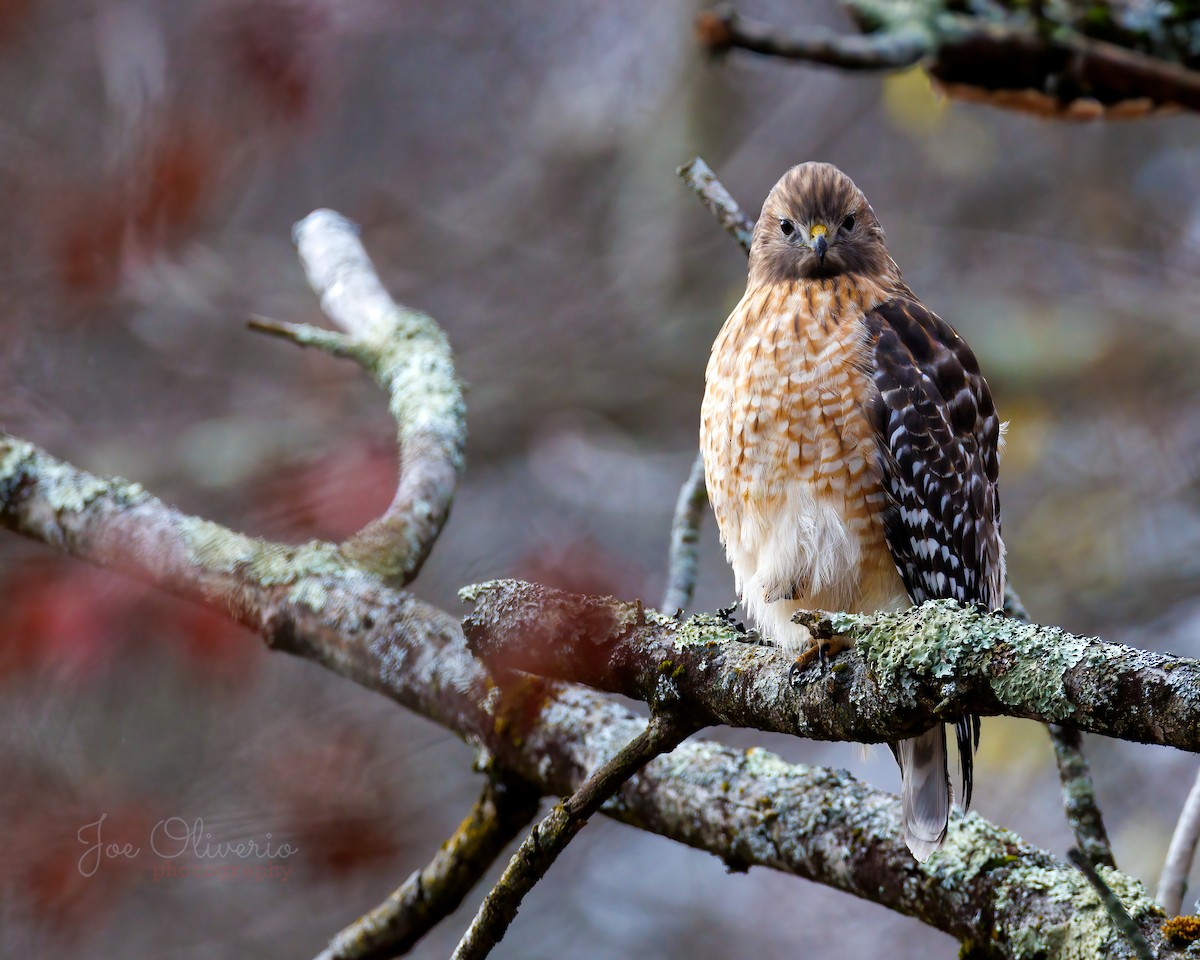 Red-shouldered Hawk - ML645196453