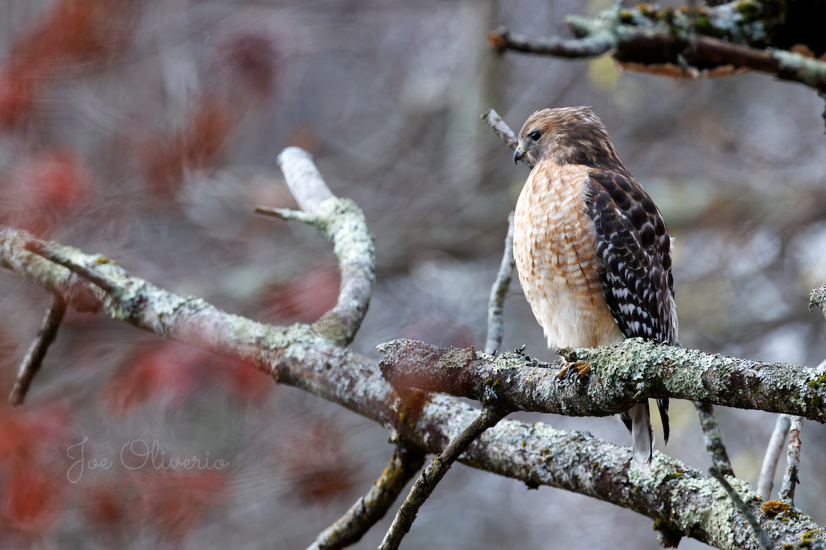 Red-shouldered Hawk - ML645196454