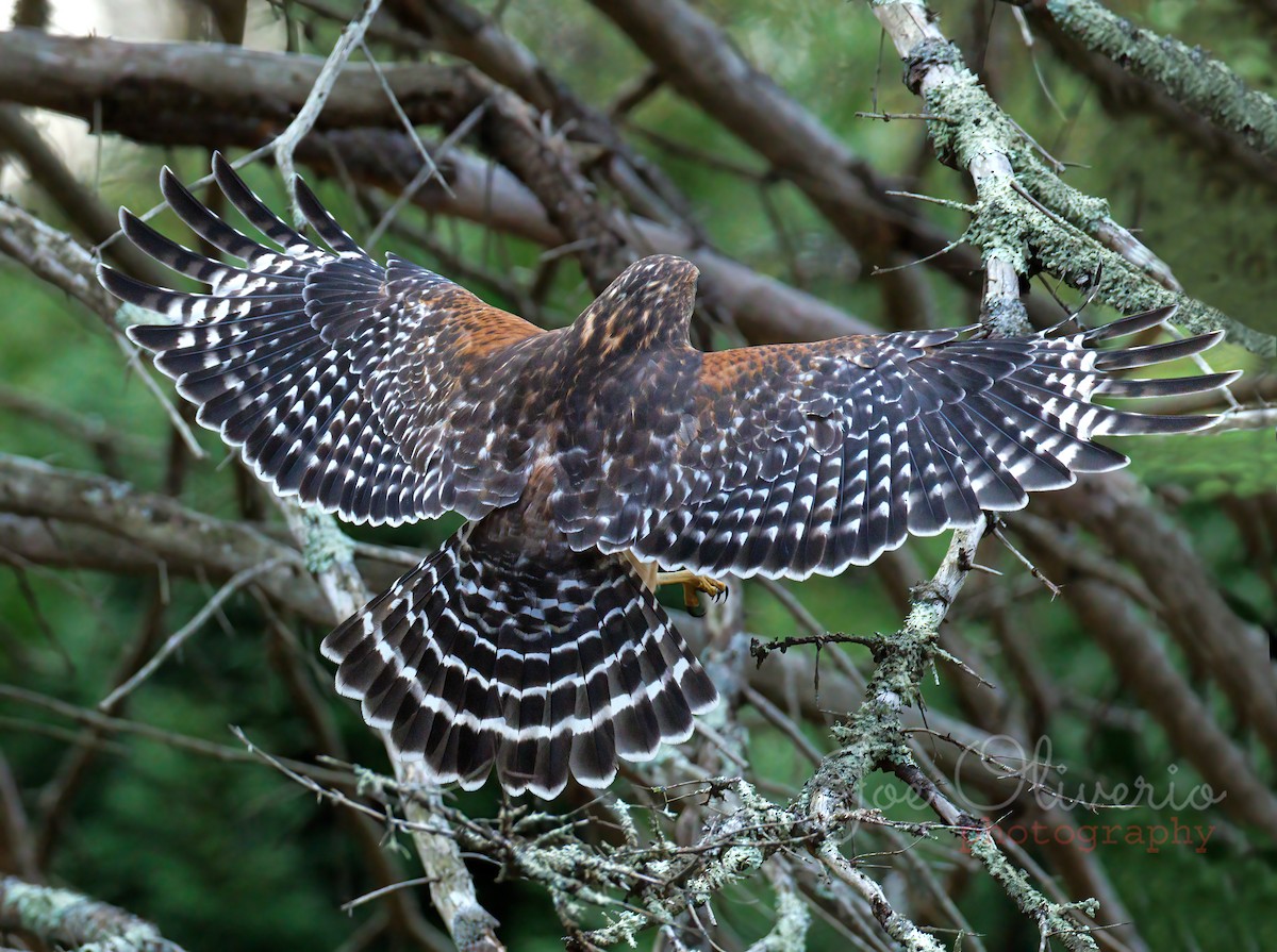 Red-shouldered Hawk - ML645196457
