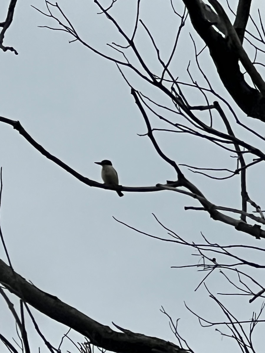 Forest Kingfisher - ML645196464