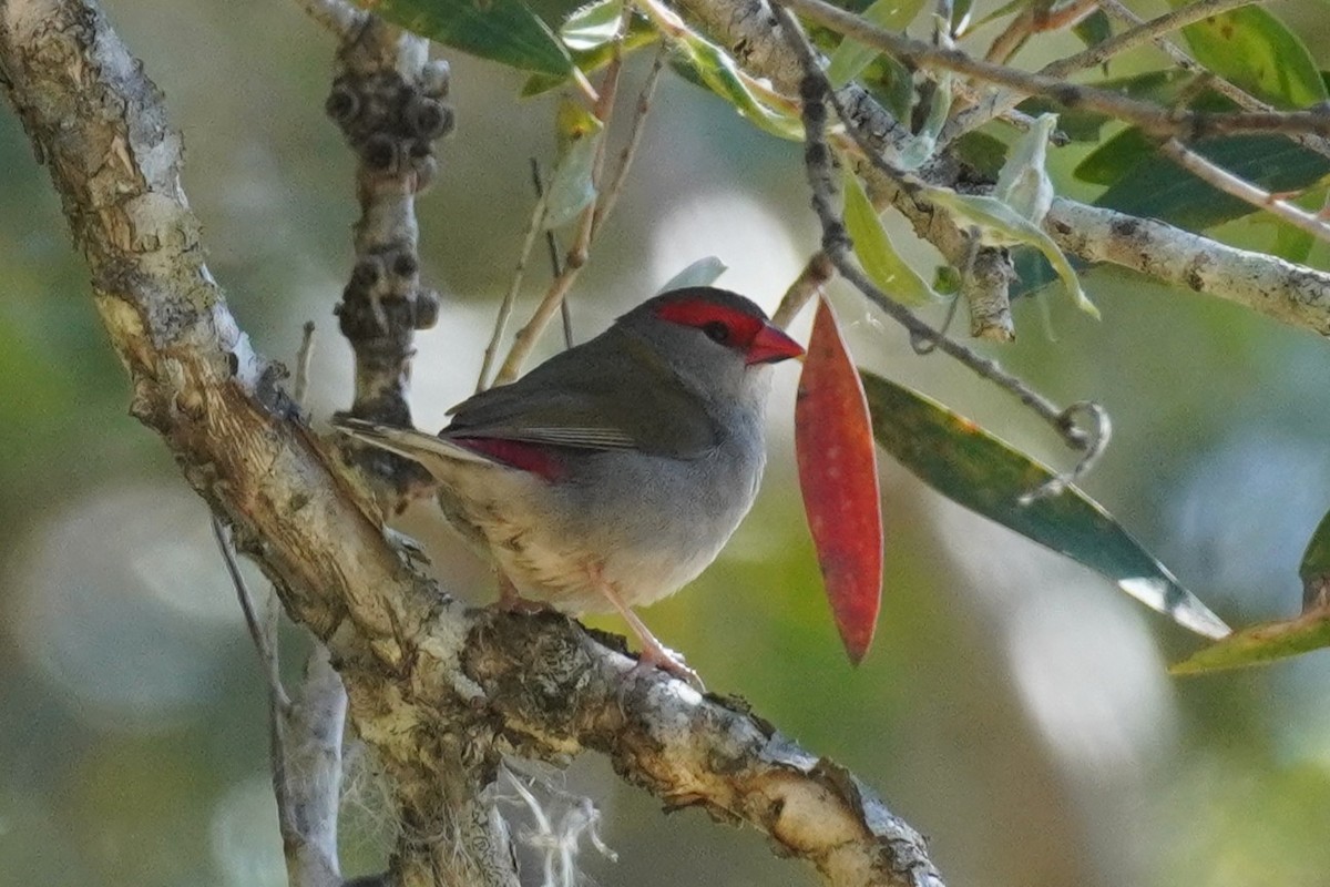 Краснобровая амадина - ML645196477