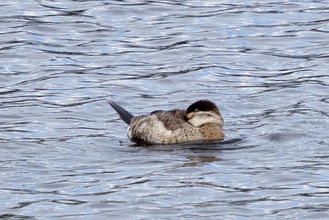 Савка американська - ML645196481