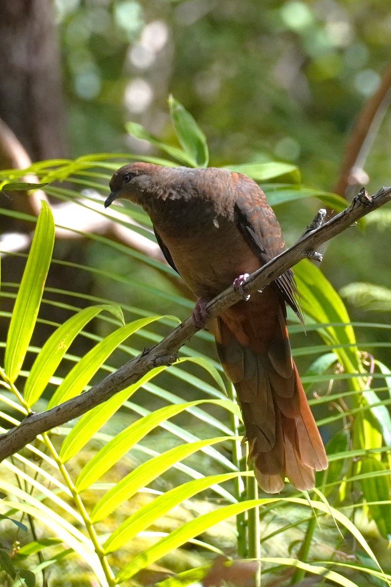 kanelgjøkdue - ML645196487