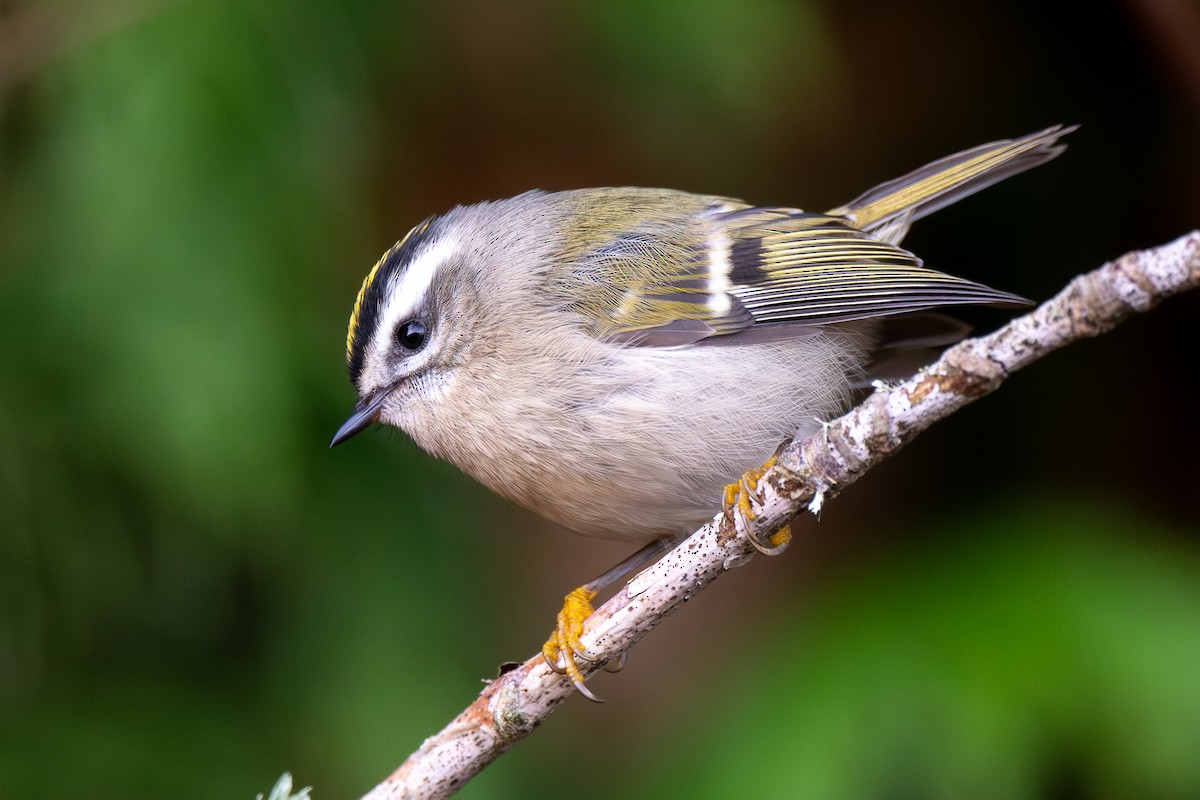 Golden-crowned Kinglet - ML645196501