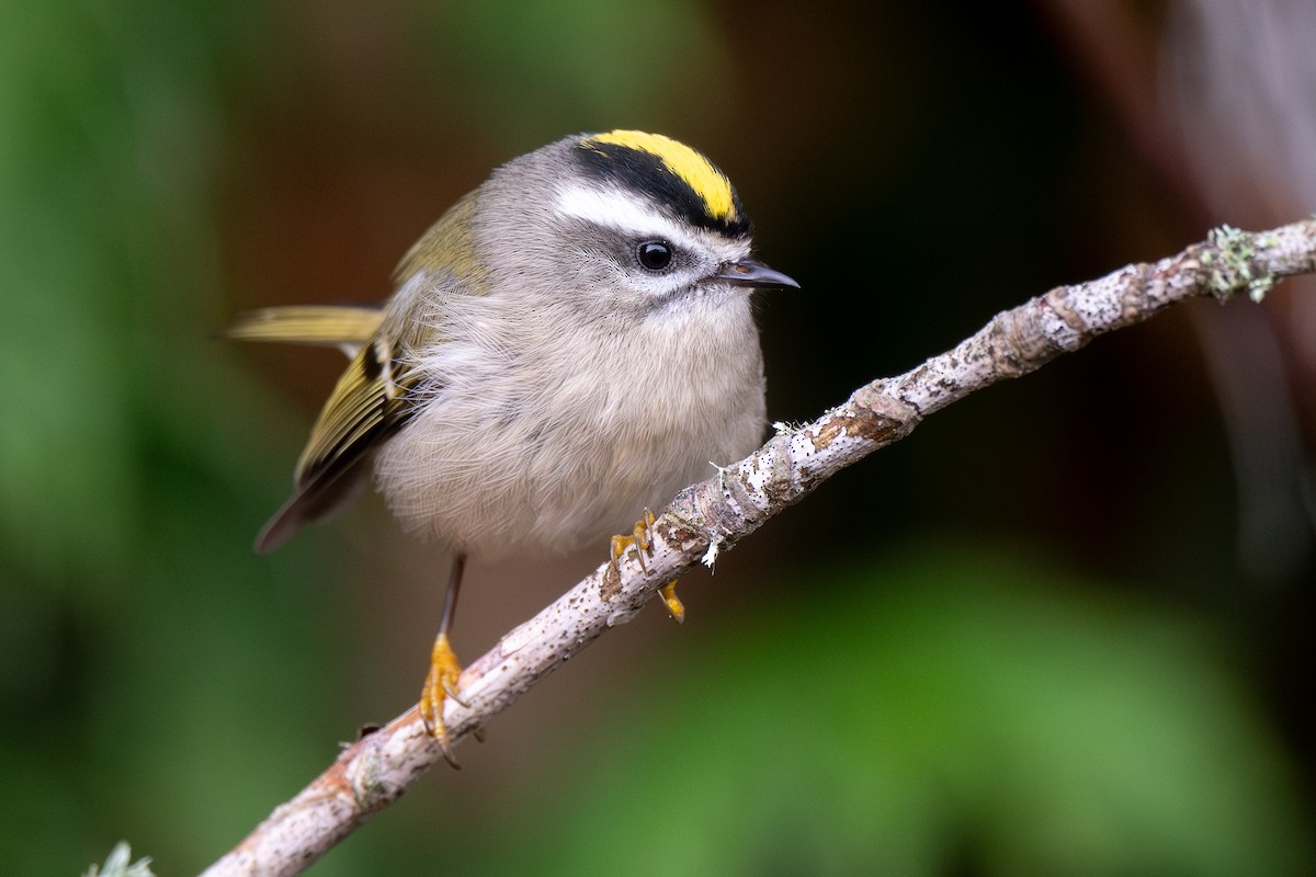 Golden-crowned Kinglet - ML645196502