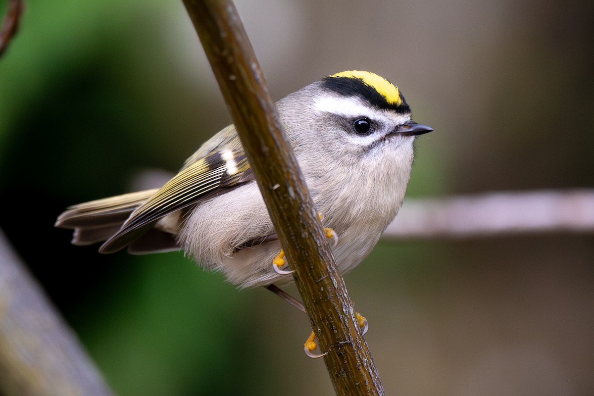 Golden-crowned Kinglet - ML645196505