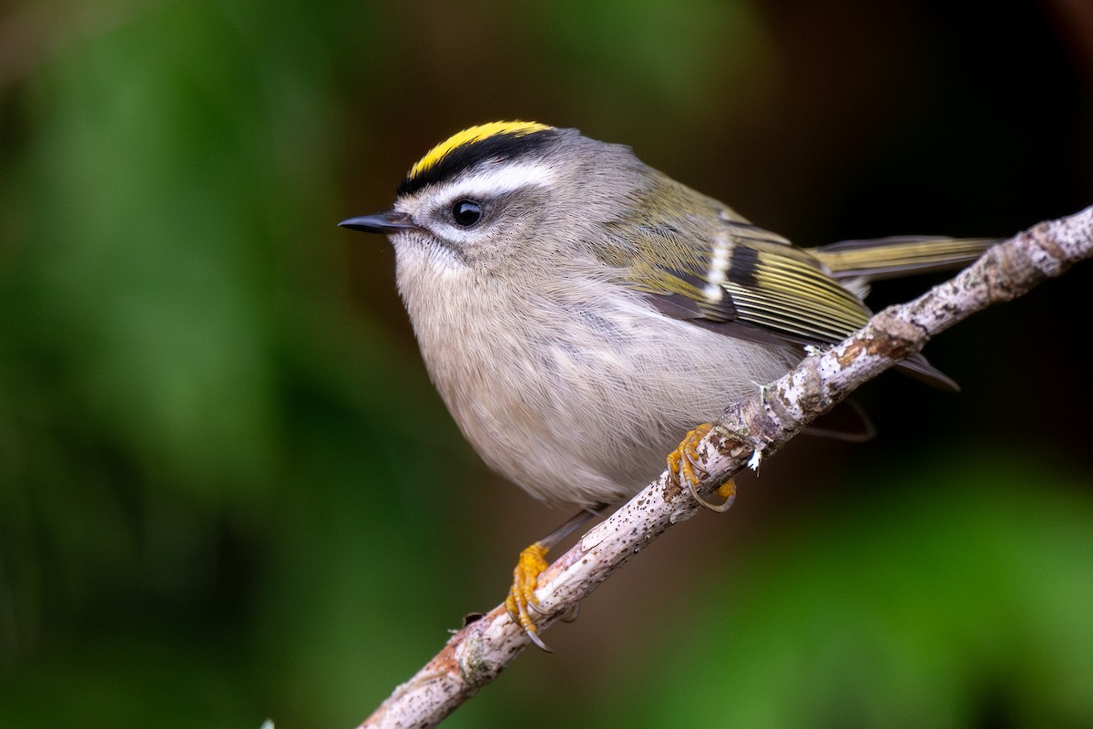 Golden-crowned Kinglet - ML645196506