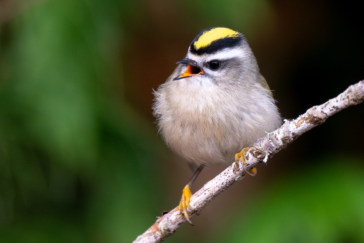 Golden-crowned Kinglet - ML645196508