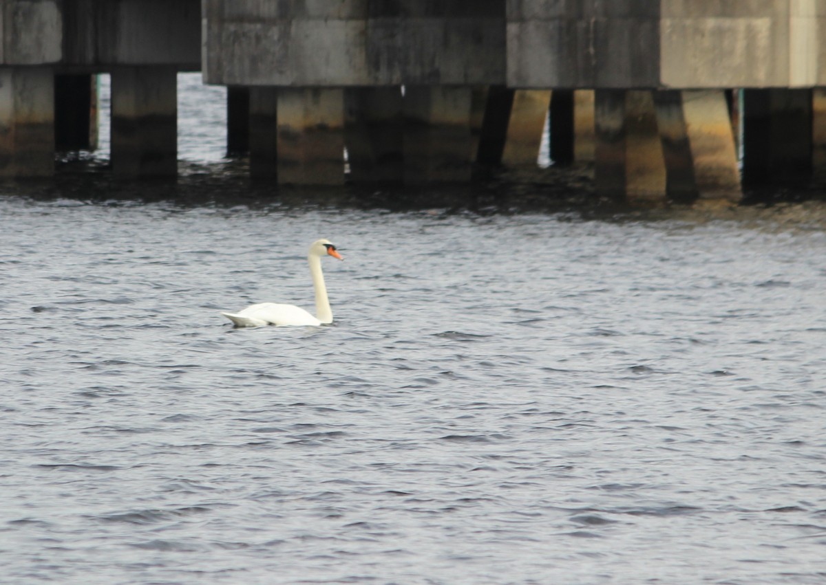 Mute Swan - ML645196509