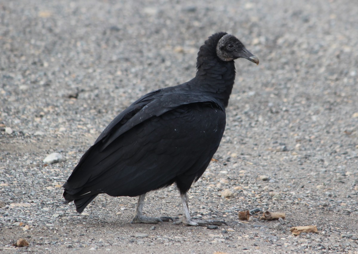 Катарта чорна - ML645196515