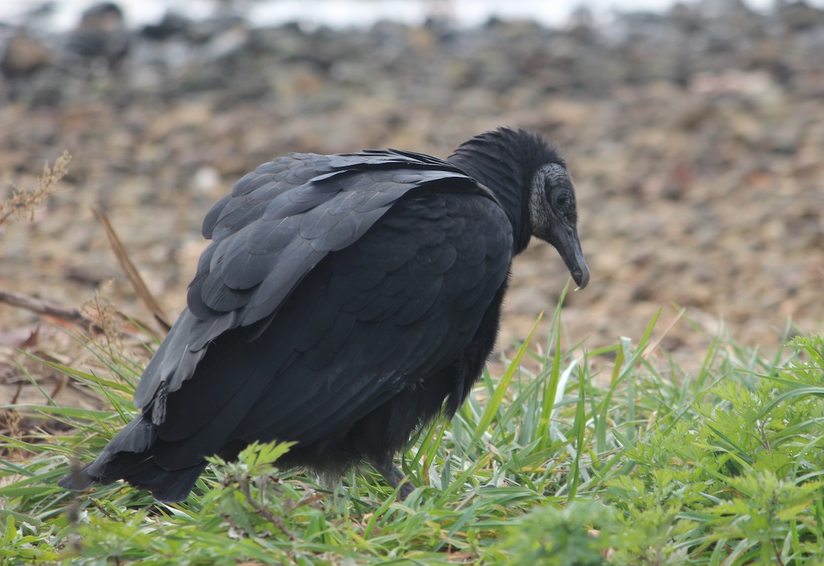 Катарта чорна - ML645196516