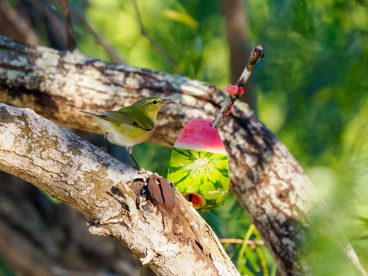 Червоїд світлобровий - ML645196517