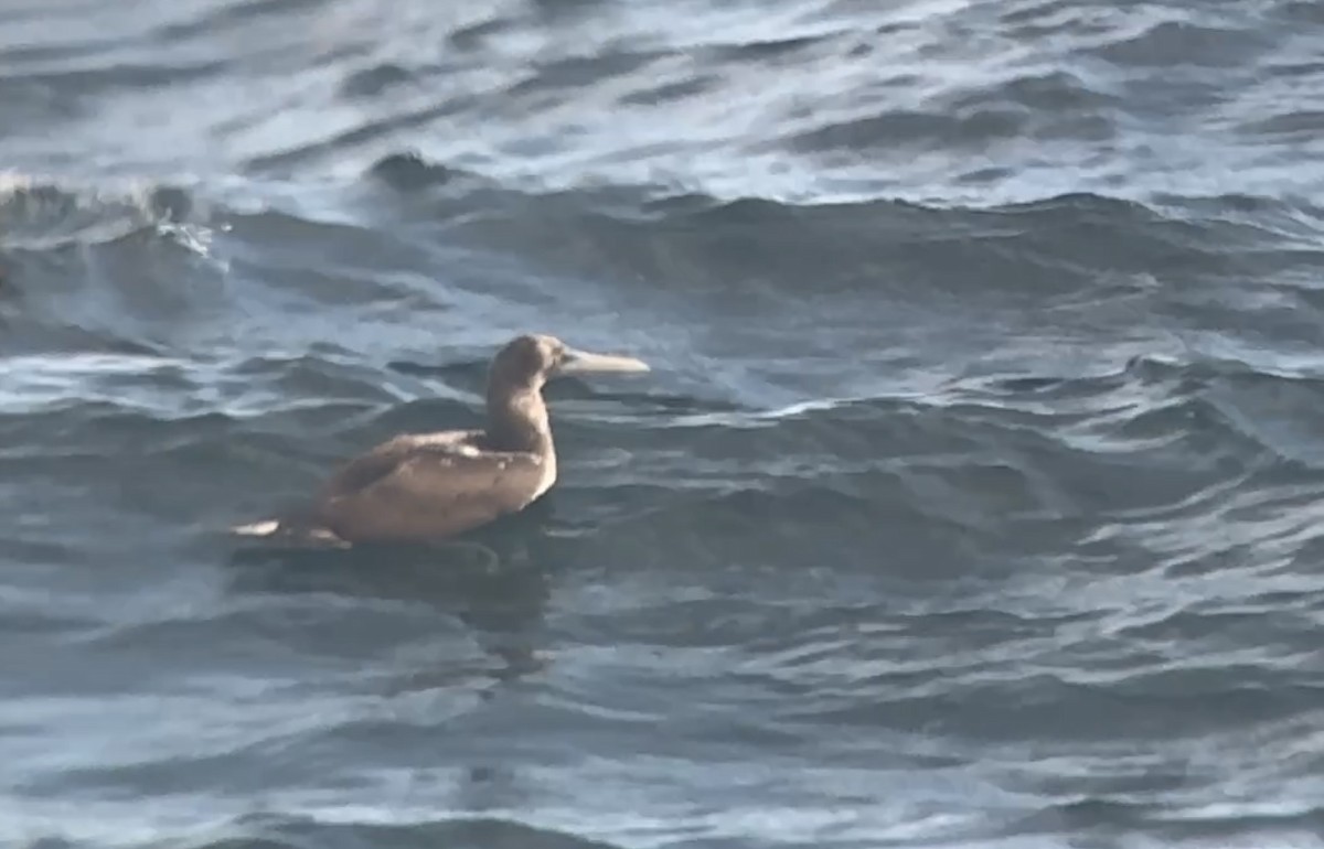 Nazcatölpel - ML645196518