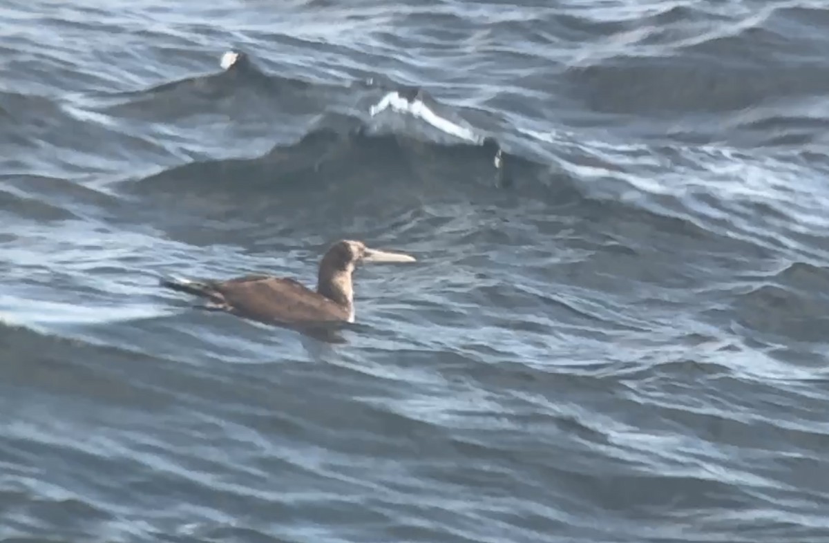 Nazcatölpel - ML645196519