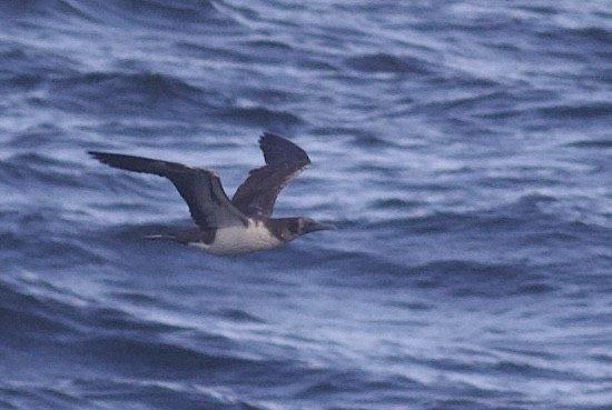 Nazcatölpel - ML645196520