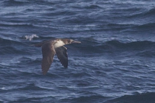 Nazcatölpel - ML645196521