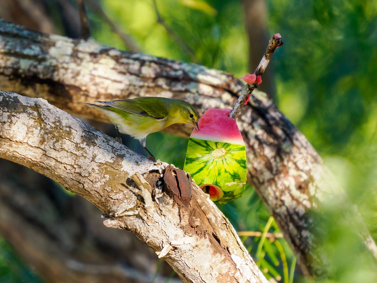 Червоїд світлобровий - ML645196522