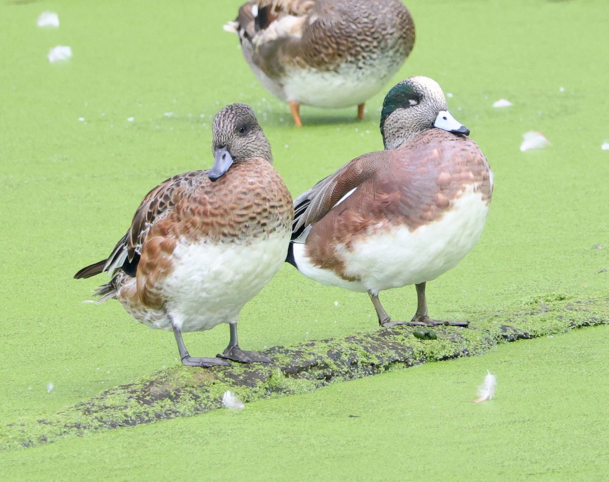 Свищ американський - ML645196536