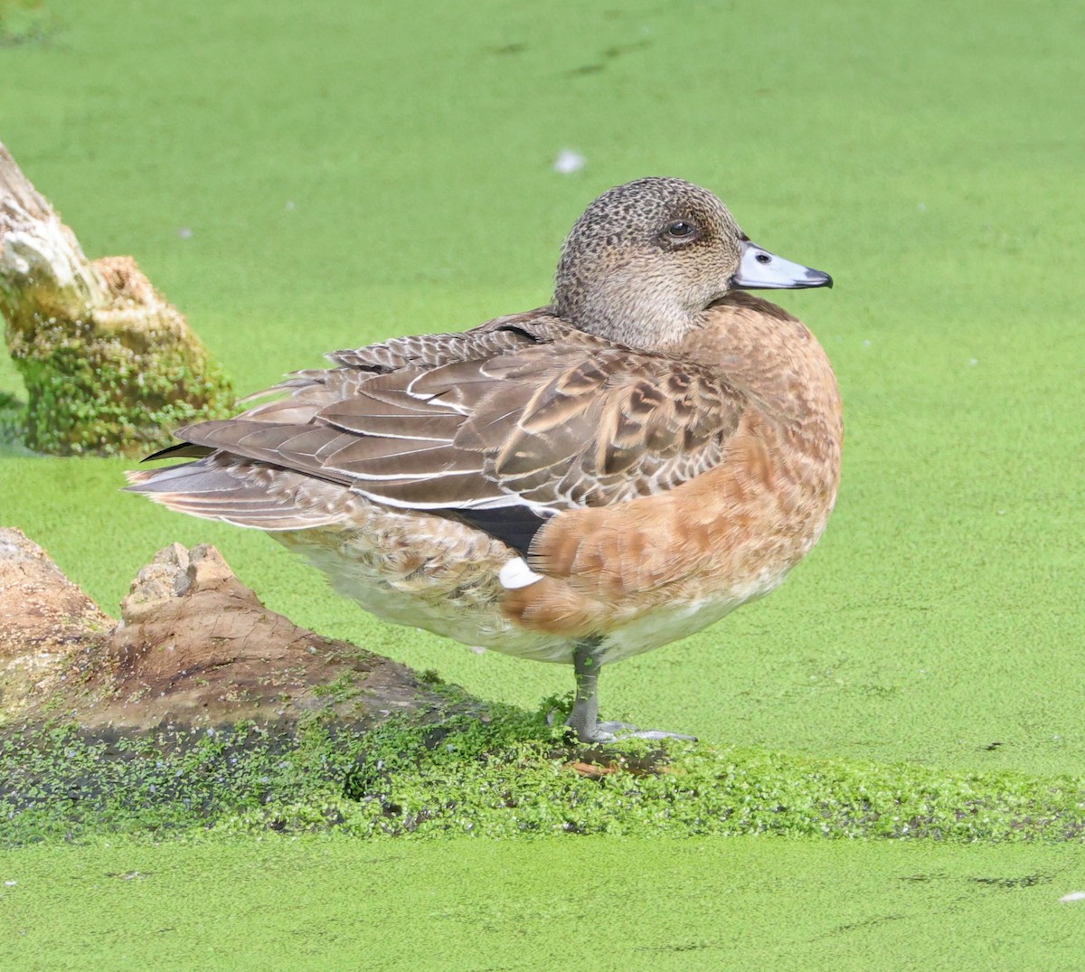 Свищ американський - ML645196537