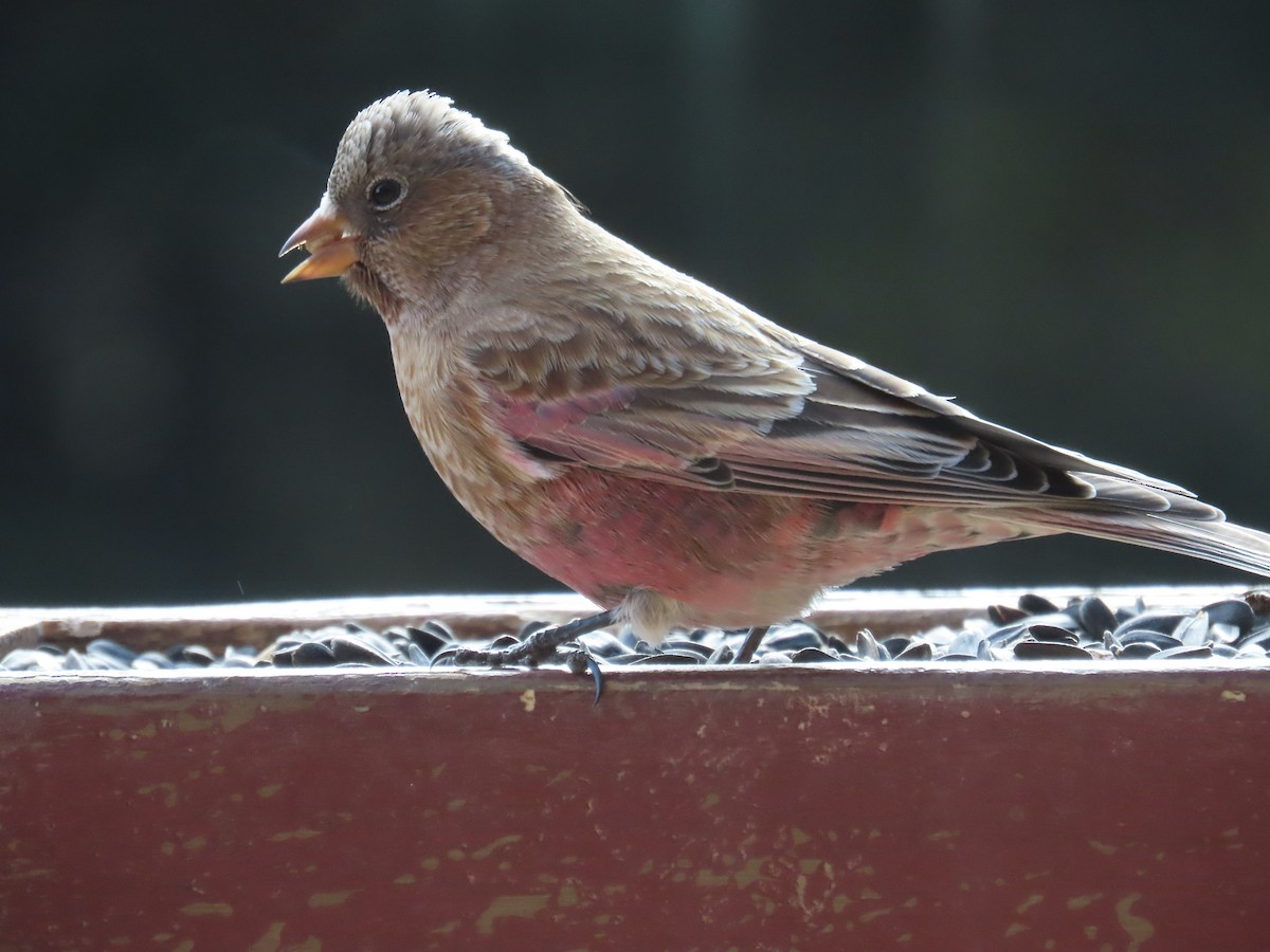 pěnkavice coloradská - ML645196559