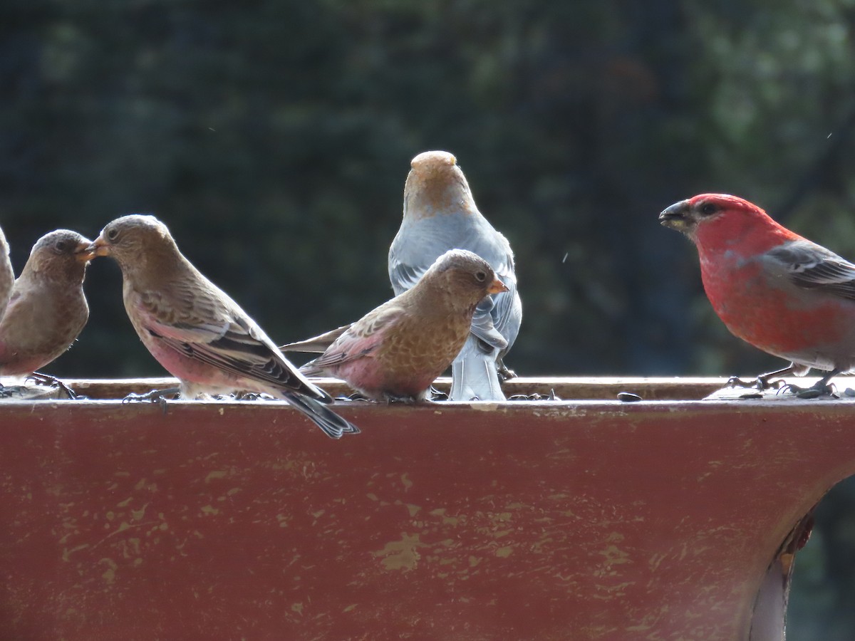 pěnkavice coloradská - ML645196560