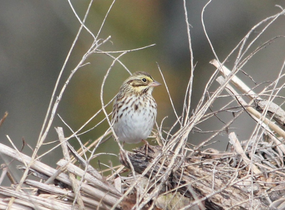 Пасовник савановий - ML645196581