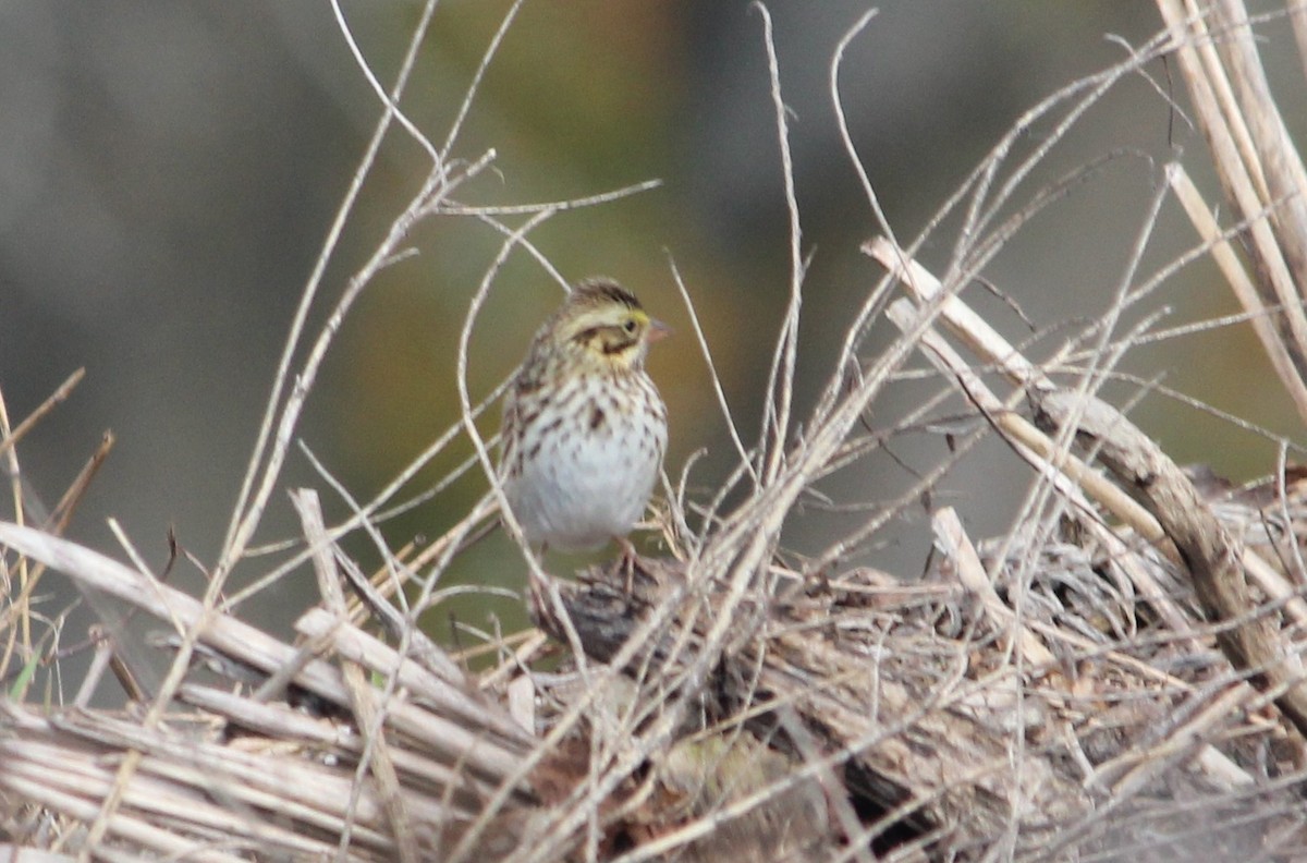 Пасовник савановий - ML645196582