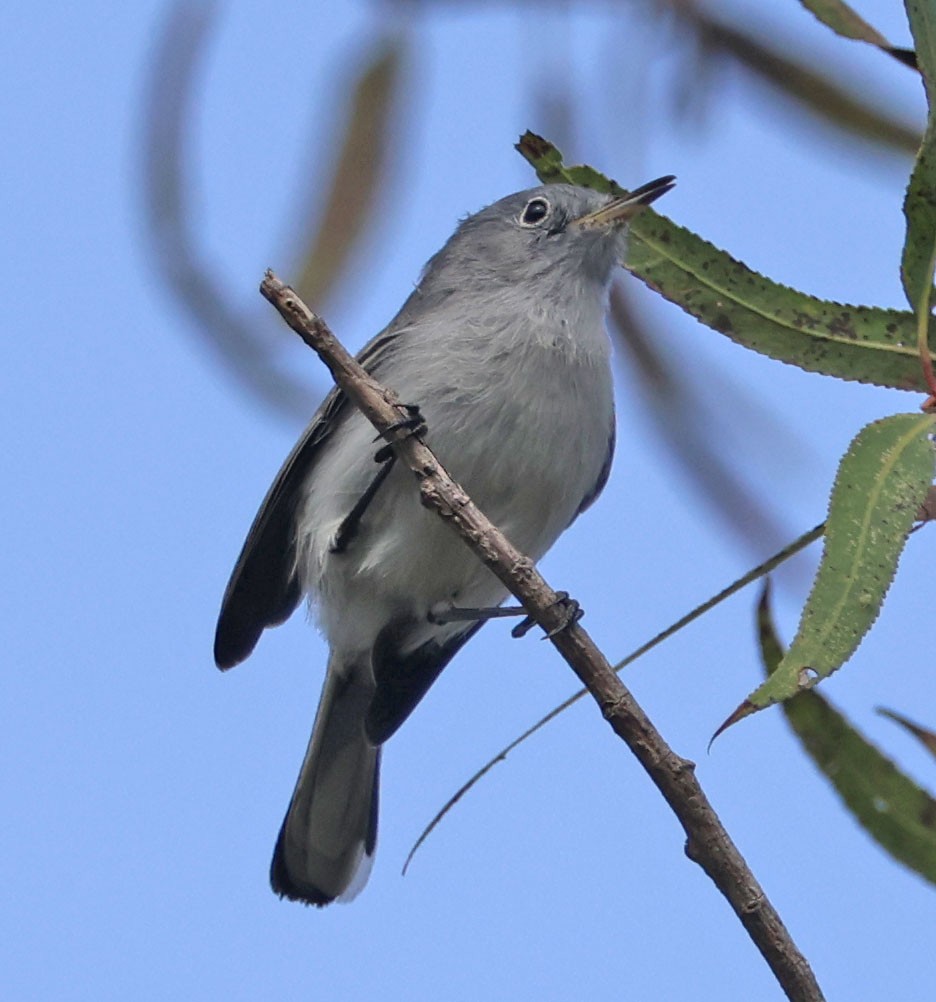 Blue-gray Gnatcatcher - ML645196586