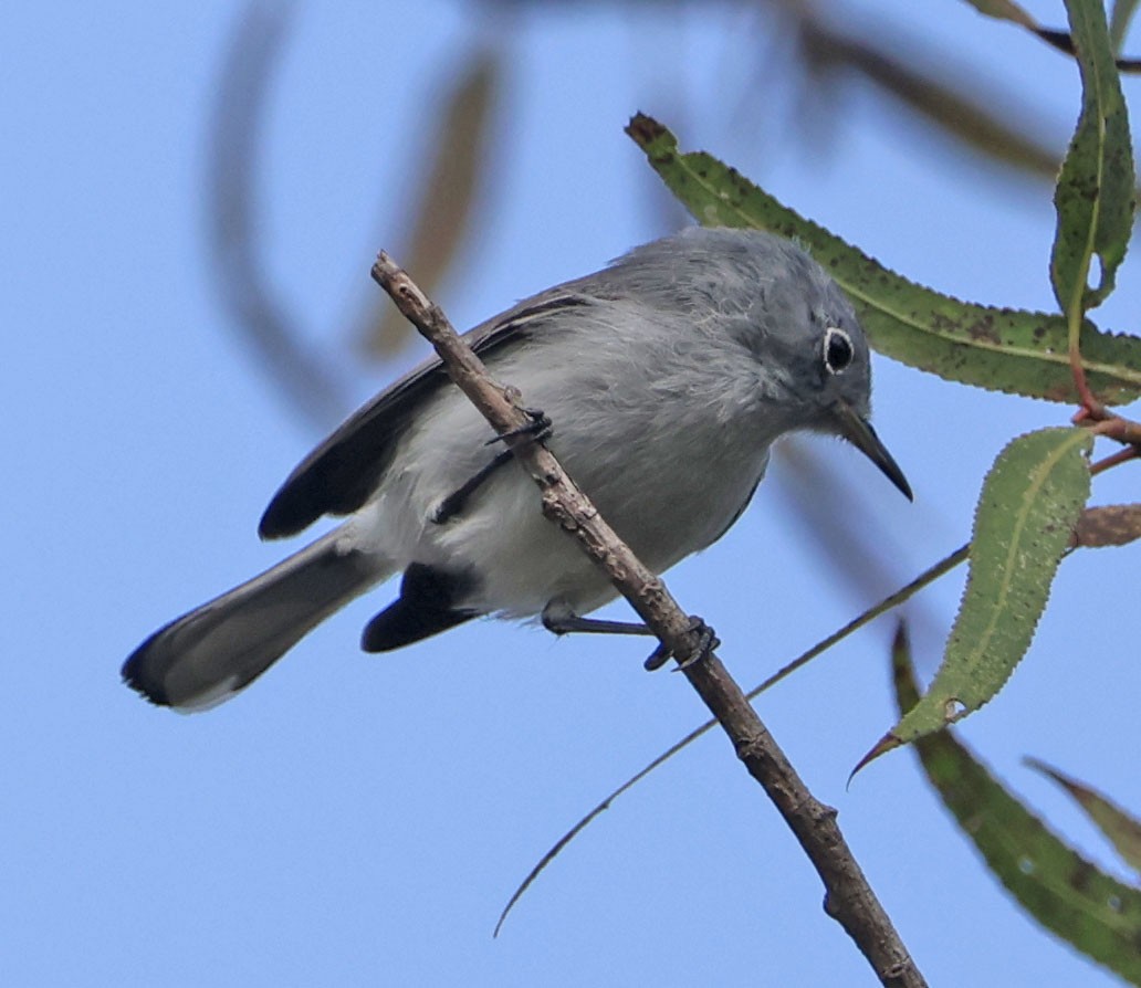 Blue-gray Gnatcatcher - ML645196588