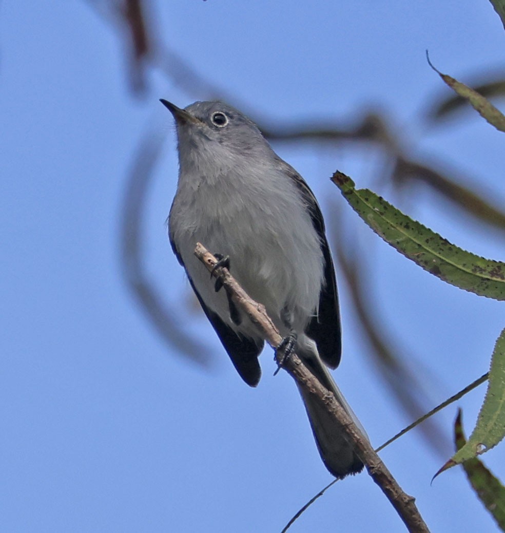 Blue-gray Gnatcatcher - ML645196589