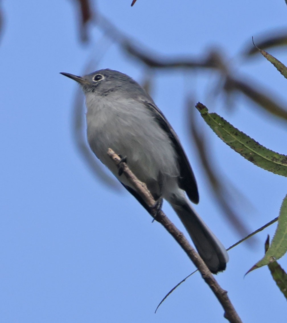 Blue-gray Gnatcatcher - ML645196591
