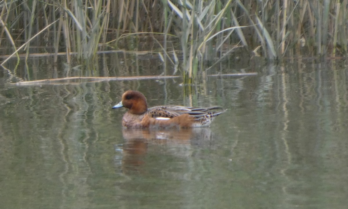 brunnakke - ML645196596