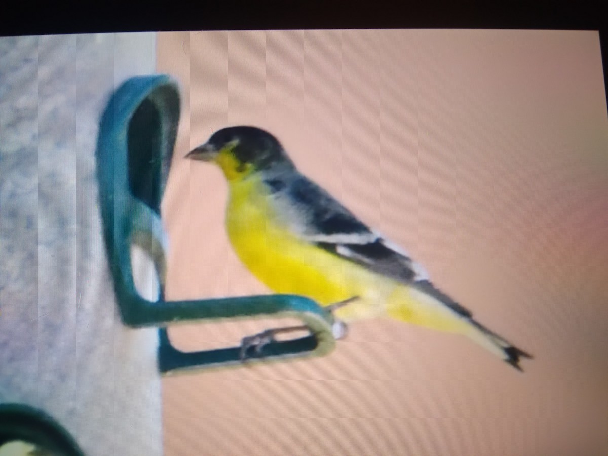 Lesser Goldfinch - ML645196601