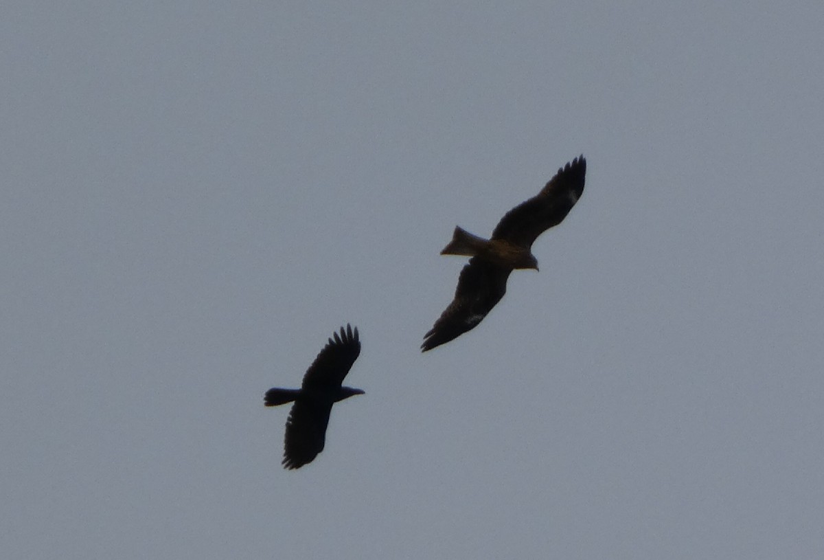 svartglente - ML645196602